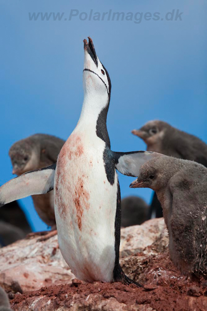 Chinstrap Penguin_MG_7412