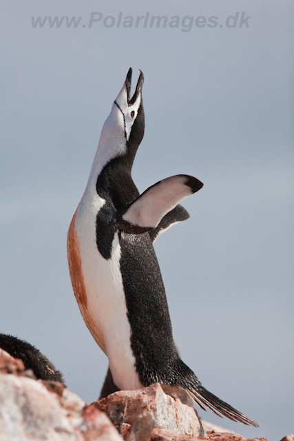 Chinstrap Penguin_MG_7430