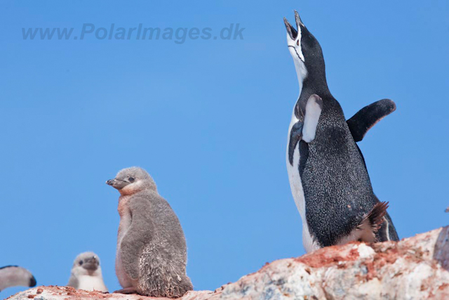 Chinstrap Penguin_MG_7436