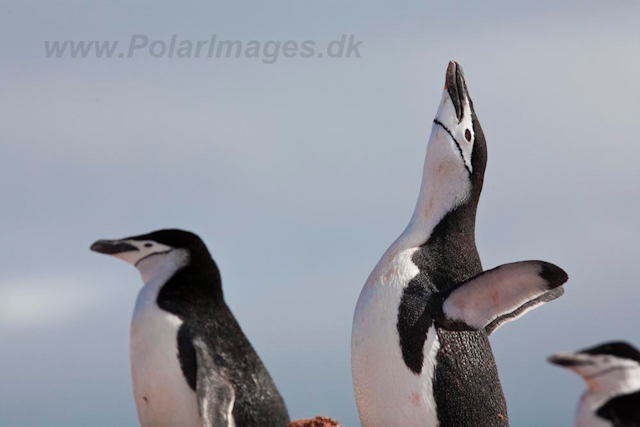 Chinstrap Penguin_MG_7440