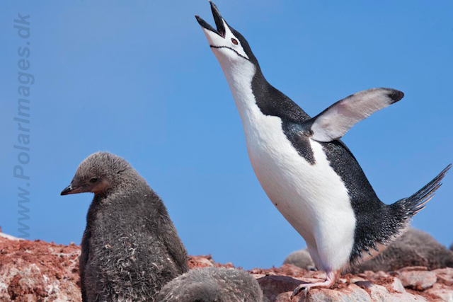 Chinstrap Penguin_MG_7456