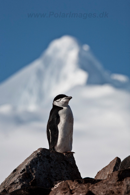 Chinstrap Penguins, Half Moon Island_MG_5212