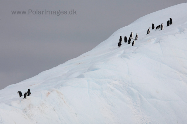 Chinstrap penguins_MG_0889