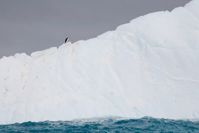 Chinstrap penguins_MG_0891