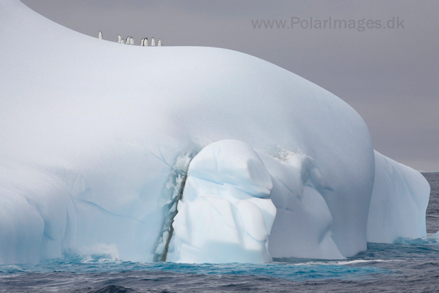 Chinstrap penguins_MG_0903