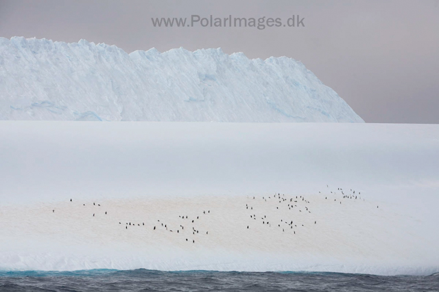 Chinstrap penguins_MG_0914