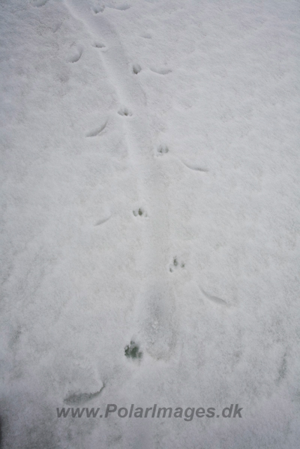 Emperor Penguin tracks_MG_5073