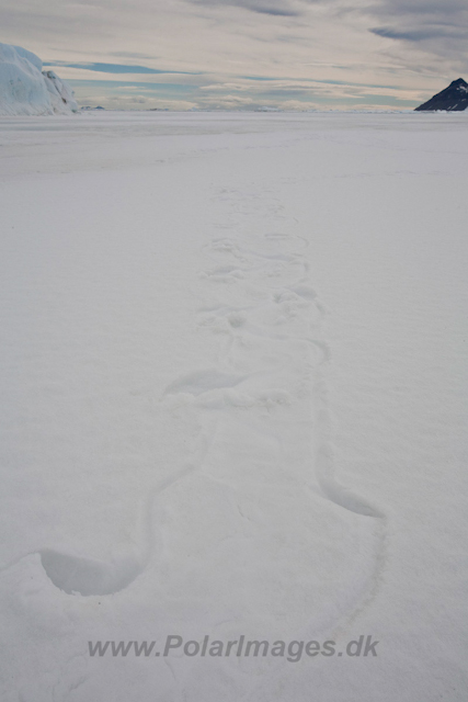 Emperor Penguin tracks_MG_5085