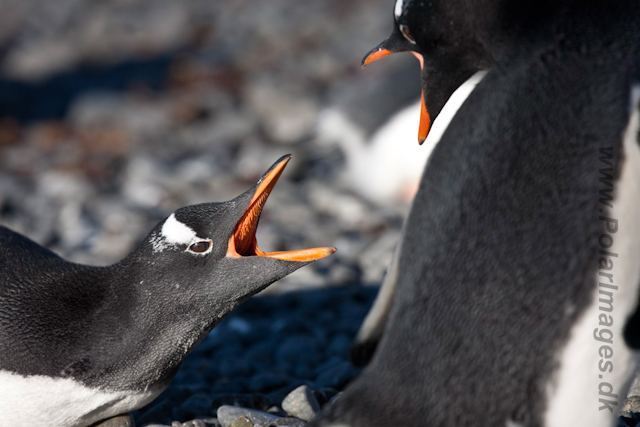 Gentoo Penguins_MG_0646