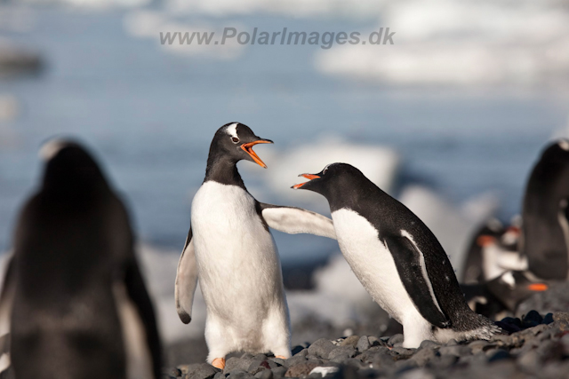 Gentoo Penguins_MG_0662