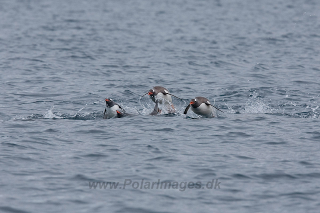 Gentoo Penguins_MG_9716