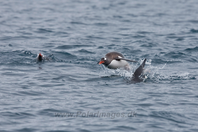 Gentoo Penguins_MG_9719