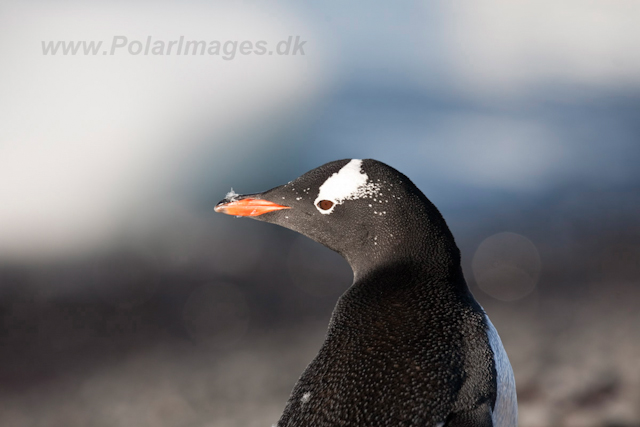 Gentoo adult, freshly molted_MG_0661