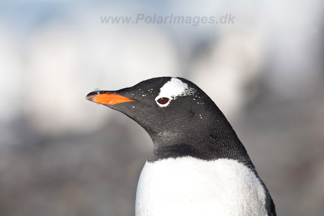 Gentoo adult, freshly molted_MG_0673