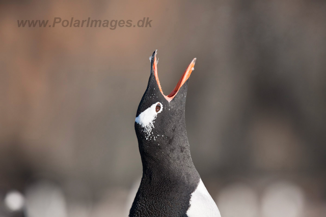 Gentoo adult, freshly molted_MG_0681