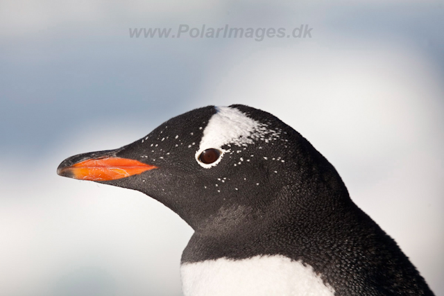 Gentoo adult, freshly molted_MG_0690