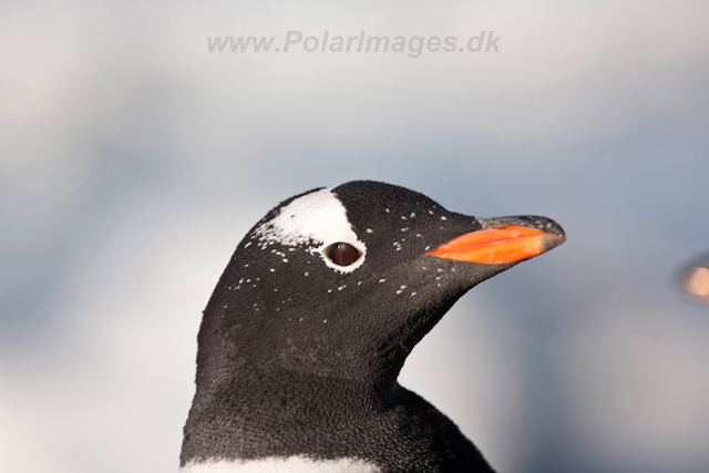 Gentoo adult, freshly molted_MG_0696