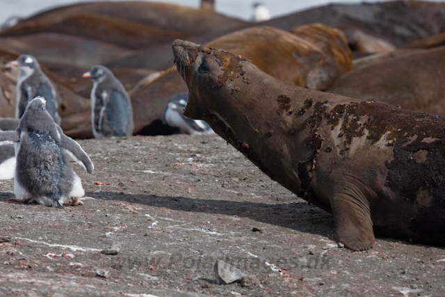 Gentoo chick and Elephant Seal_MG_6642