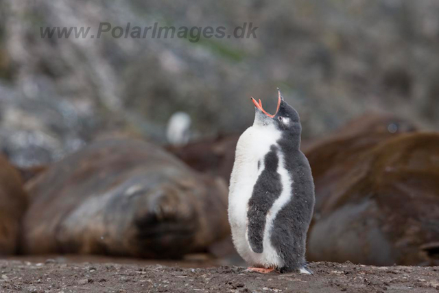 Gentoo chick and Elephant Seals_MG_6550