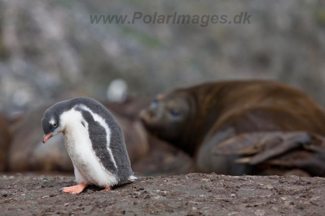 Gentoo chick and Elephant Seals_MG_6551