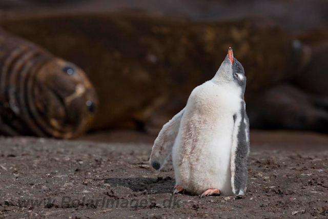 Gentoo chick and Elephant Seals_MG_6574