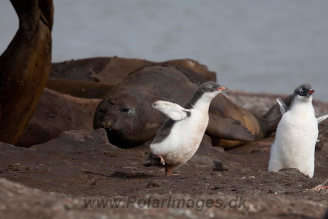 Gentoo chick and Elephant Seals_MG_6587