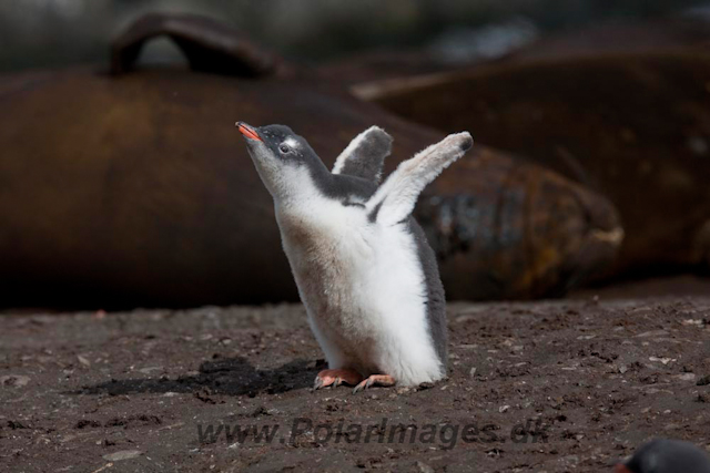 Gentoo chick and Elephant Seals_MG_6591