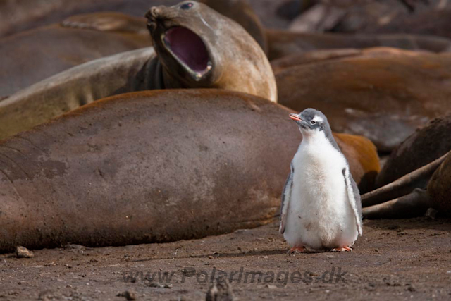 Gentoo chick and Elephant Seals_MG_6603