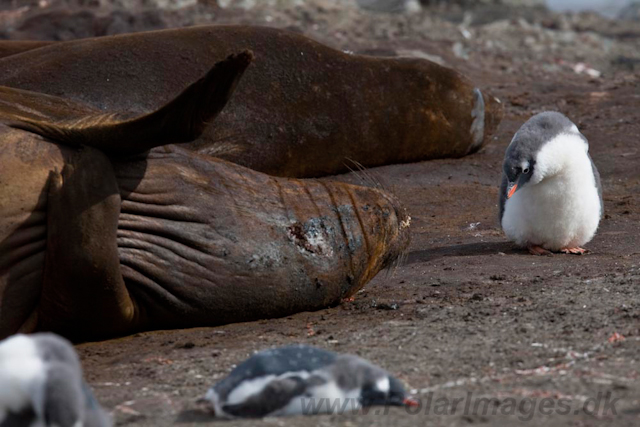 Gentoo chick and Elephant Seals_MG_6609