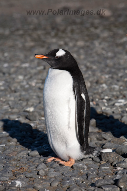 Gentoo chick, freshly fledged_MG_0609