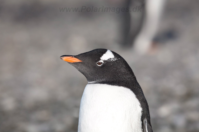 Gentoo chick, freshly fledged_MG_0642