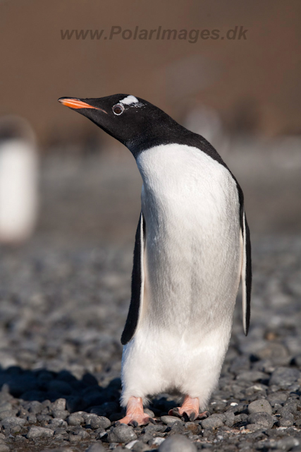 Gentoo chick, freshly fledged_MG_0686