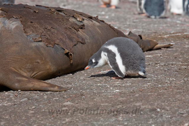 Gentoo chick mischief (1-2)_MG_6658