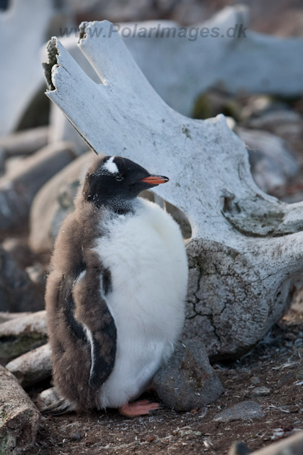 Gentoo chicks at Jougla Point_MG_0118