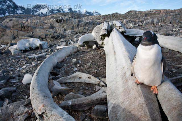 Gentoo chicks at Jougla Point_MG_0137