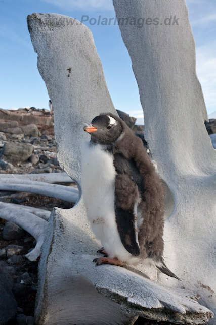 Gentoo chicks at Jougla Point_MG_0156