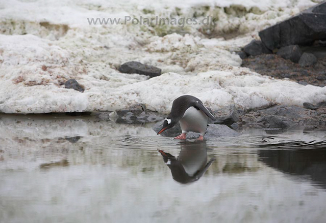 Gentoo penguin_MG_1084