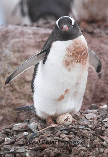 Gentoo penguin_MG_1113