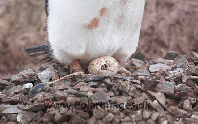 Gentoo penguin_MG_1116