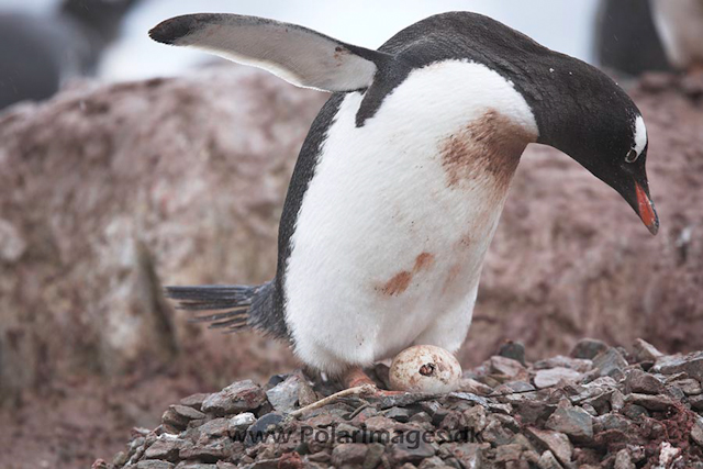 Gentoo penguin_MG_1118