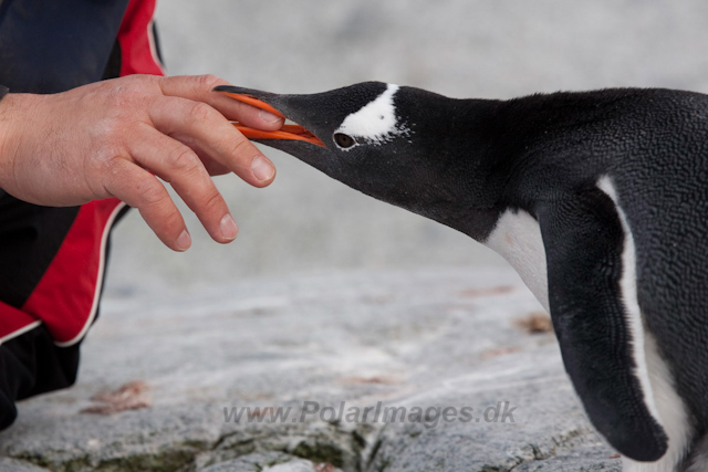 Gentoo penguin_MG_9959