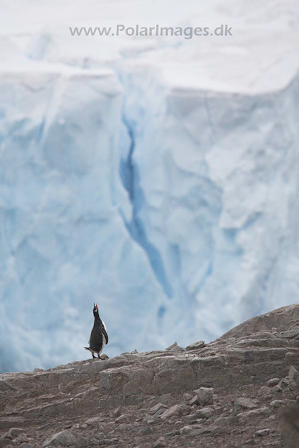 Gentoo penguin, Neko Harbour_MG_1104