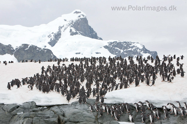 Gentoo penguins, Cuverville Island_MG_1569