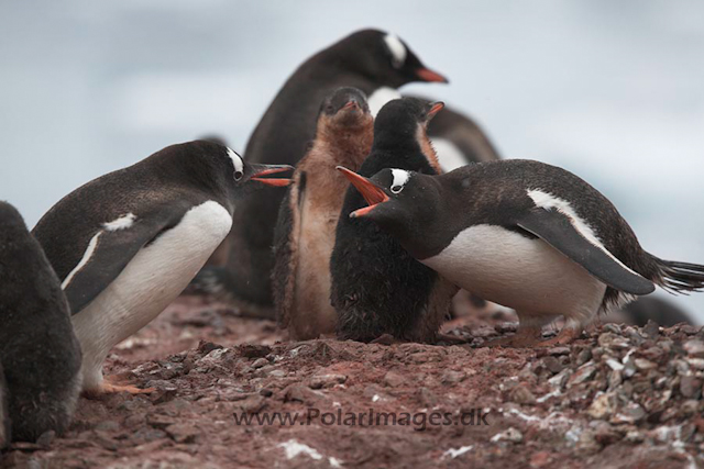 Gentoo penguins_MG_1105