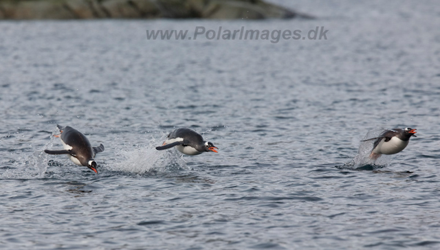 Gentoo penguins_MG_9942