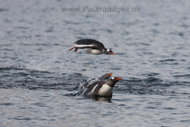 Gentoo penguins_MG_9945