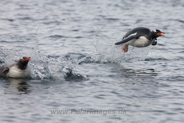 Gentoo penguins_MG_9948