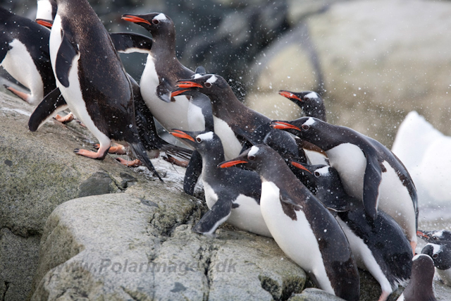 Gentoo penguins_MG_9951