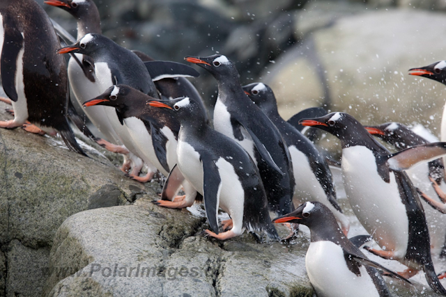 Gentoo penguins_MG_9952