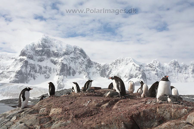 Gentoo penguins, Port Lockroy_MG_1415